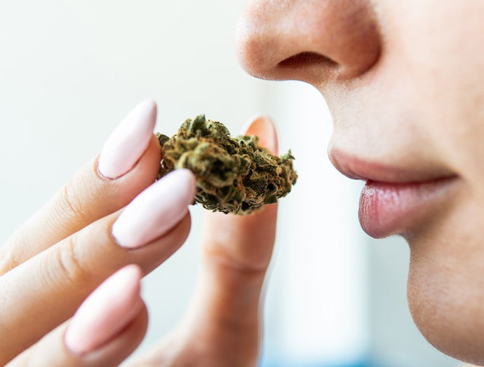 The Nose Knows: Why Terpenes are Critical Aspect of Any Wellness Regimen